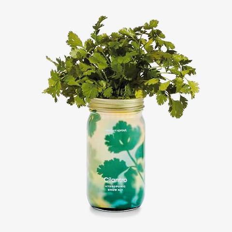 Cilantro Herb Garden Jar